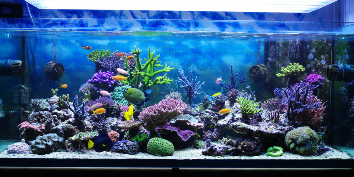 Beleuchtung für Aquarien und Terrarien